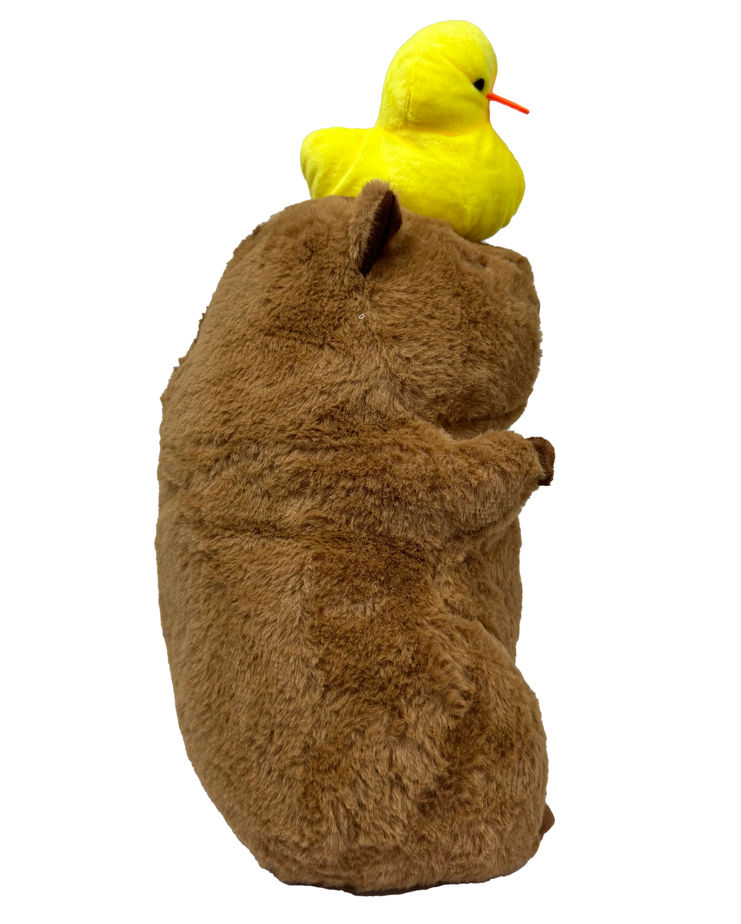 Capybara with a Duck Plush
